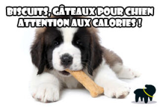 Biscuit pour chien : attention aux calories !