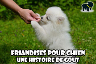 Friandise pour chien : une histoire de goût