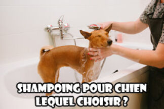 Shampoing pour chien, lequel choisir ?