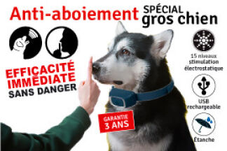 Collier anti aboiement gros chien : efficacité immédiate