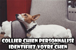 Collier chien personnalisé : identifier son chien