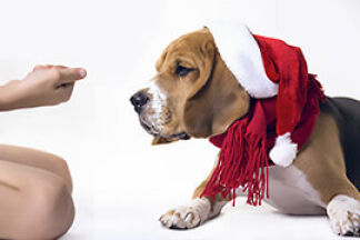 Calendrier de l’Avent pour chien, surprise !