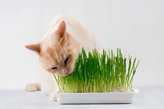 Herbe à chat, conseil d'utilisation !