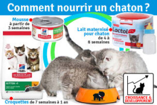 Comment nourrir un chaton ? Nourriture croquette chaton