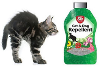 Répulsif chat, conseil d’utilisation