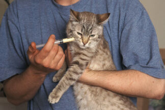 Comment vermifuger un chat ?