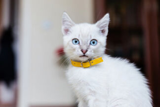 Collier pour chaton : bien plus qu’un simple accessoire !