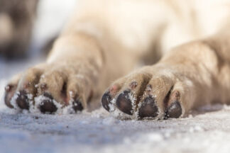 Crème coussinet chien : la protection optimale des pattes !
