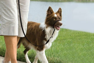 Collier Halti : licol pour chien qui tire en laisse