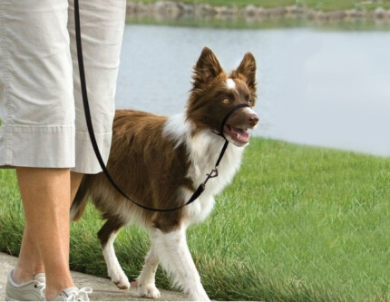 Halti collier licol pour chien