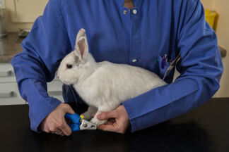 Comment couper les griffes d’un lapin, coupe ongle lapin