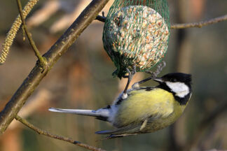 Boule de graisse oiseaux : vital pour les oiseaux !
