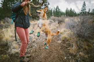 Chaussure pour chien : protection des pattes efficace