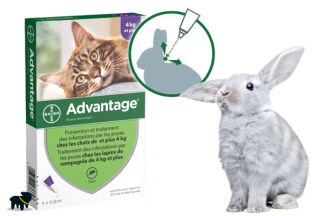 Anti puce lapin, advantage : traitement efficace