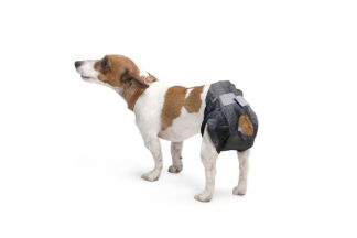 Couche pour chien mâle et femelle, incontinent ou en chaleur