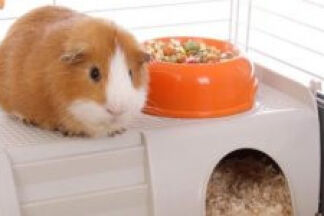 Cage pour cochon d'Inde, Conseil d'achat !