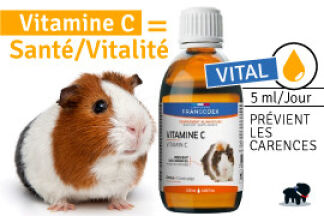 Vitamine C cochon d'Inde, Dosage, Prix, Efficacité !