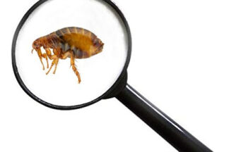 Puce chien, puce chat, tout savoir ! comment les éradiquer !