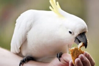 Que mange un perroquet ? alimentation perroquet, nourriture