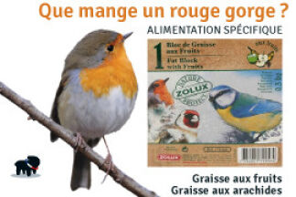 Que mange un rouge gorge, nourriture rouge gorge ?