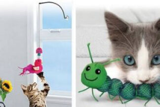 Quels jeux pour chat choisir, nos conseils !