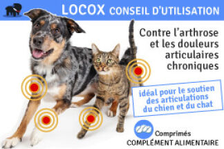 Locox : Articulation chien, Traitement ! Résultat, Prix