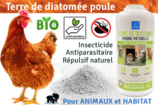 Terre de diatomée pour la poule, tous nos conseils d'utilisation !