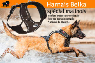 Harnais pour Malinois, Conseil d’achat !