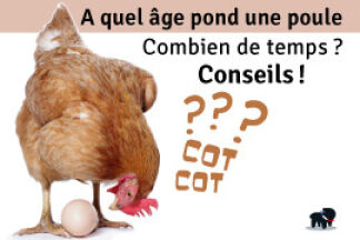 A quel age pond une poule, combien de temps, conseil !