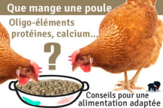 Que mange une poule, conseil ! 