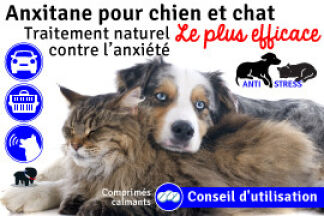 Anxitane chien et chat ! Conseil, Prix, Résultat !