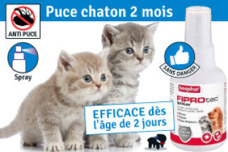Puce chaton 2 mois : efficacite, sans danger !