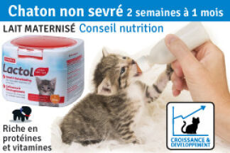 Chaton : 2 et 3 semaines à 1 mois : chaton non sevré ?