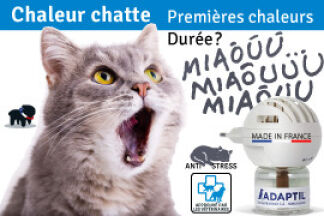 Chaleur chat : durée, première chaleur chat femelle