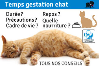 Temps gestation chat : durée et précaution !