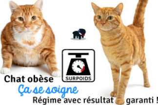 Chat obèse, régime chat en surpoids, résultat immédiat !