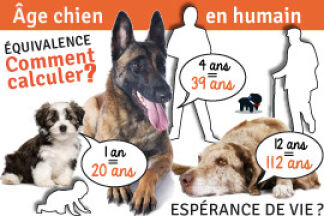 Âge chien : âge chien en humain, espérance de vie !