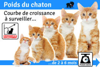 Poids du chaton ! courbe croissance chaton, schéma !