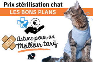 Prix stérilisation du chat : astuce pour un meilleur tarif !