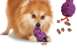 Mon chien s'ennuie, pleure, hurle, quand il est seul, comment faire ?