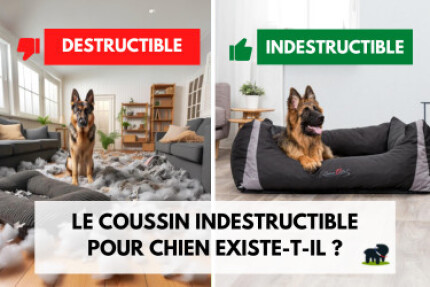coussin chien indestructible