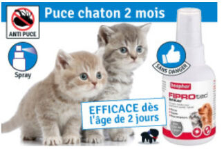 Chaton infesté de puce ! Agir vite !