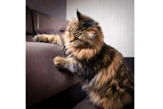 Griffoir canapé, Comment protéger son canapé des griffures ?