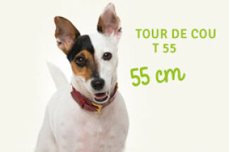 Choisir la bonne taille de collier pour mon chien ?