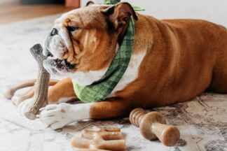 Benebone : la référence du jouet à mâcher résistant pour chien