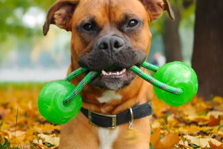 Jouet chien indestructible. Test de résistance.