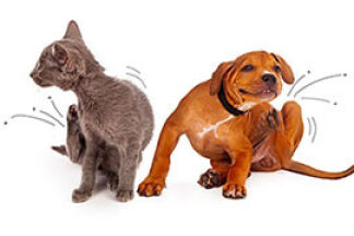 Seresto : le collier qui tue les puces