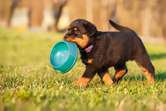 Gamelle anti glouton pour les chiens qui mangent trop vite.