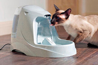 Fontaine à eau pour chat, source de vie.