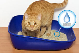 Litière pour chat pas cher, est-ce vraiment économique ?